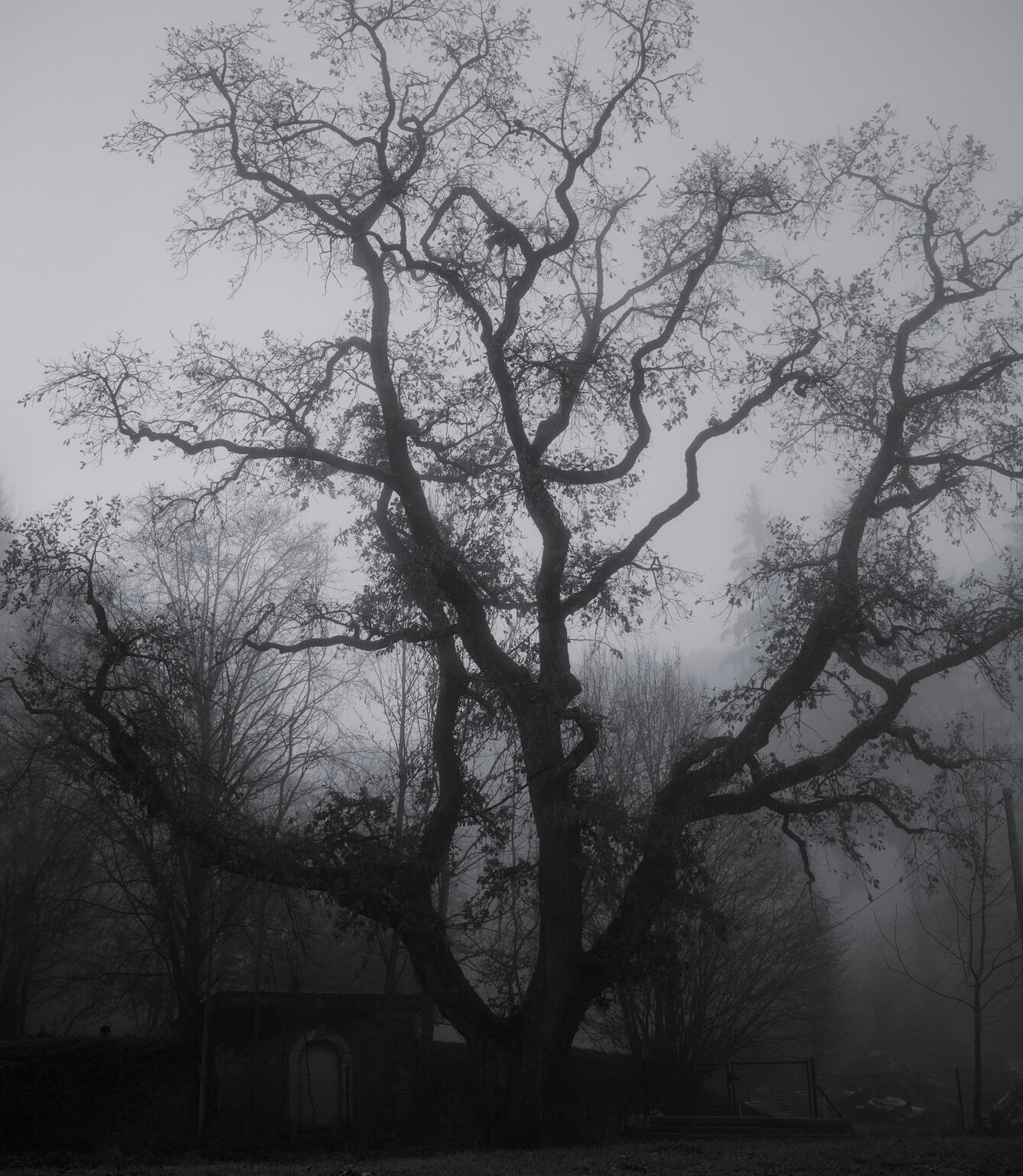 Old Oak