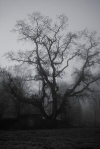 Old Oak