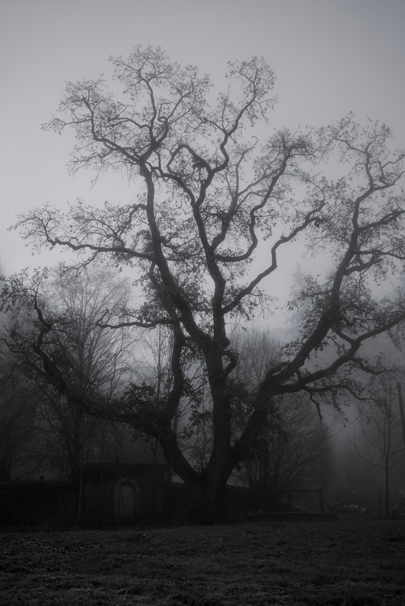 Old Oak