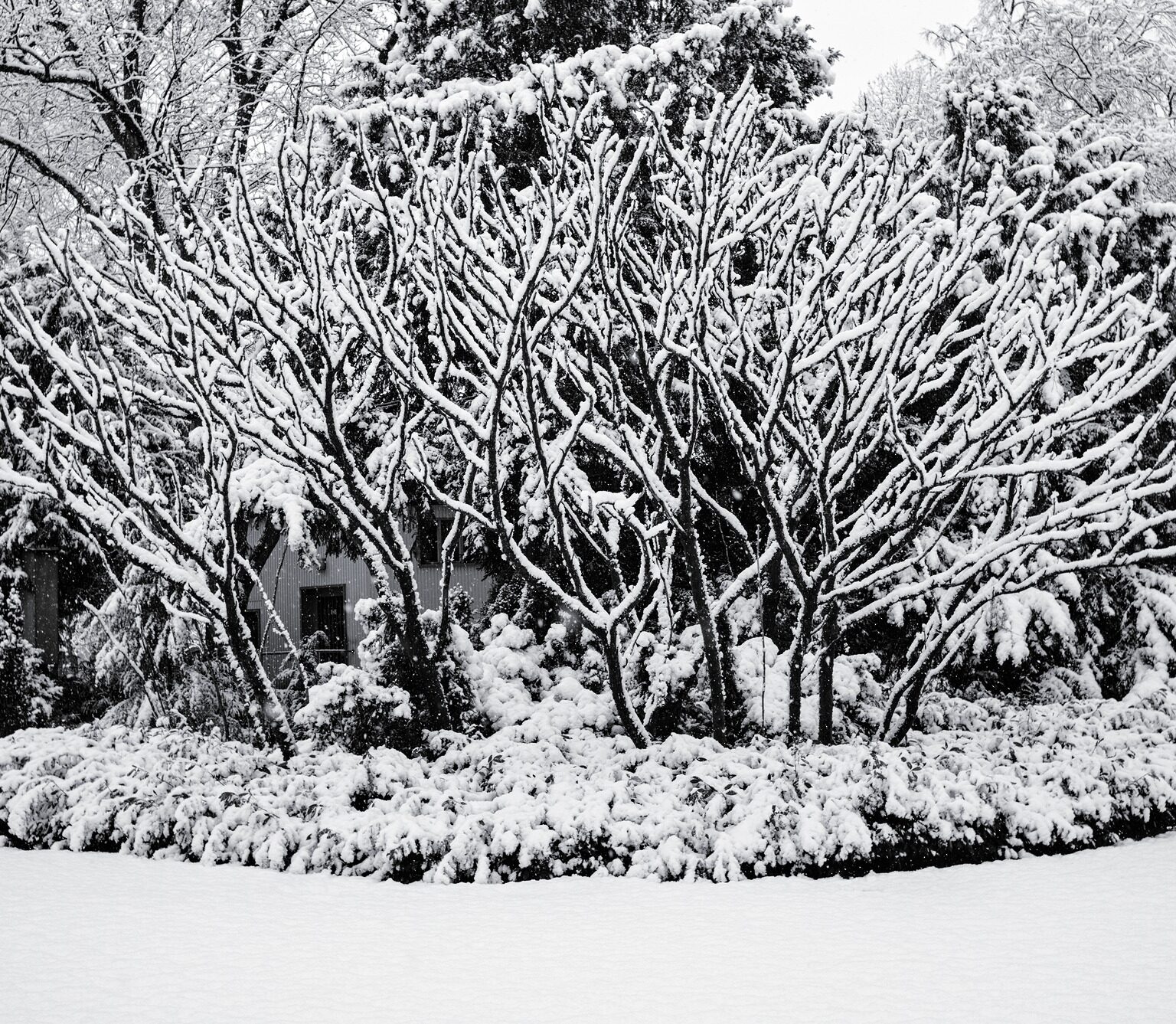 Yesteryear’s Snow