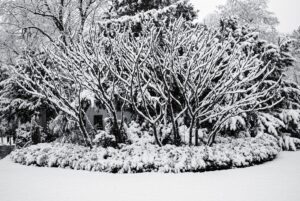 Yesteryear’s Snow