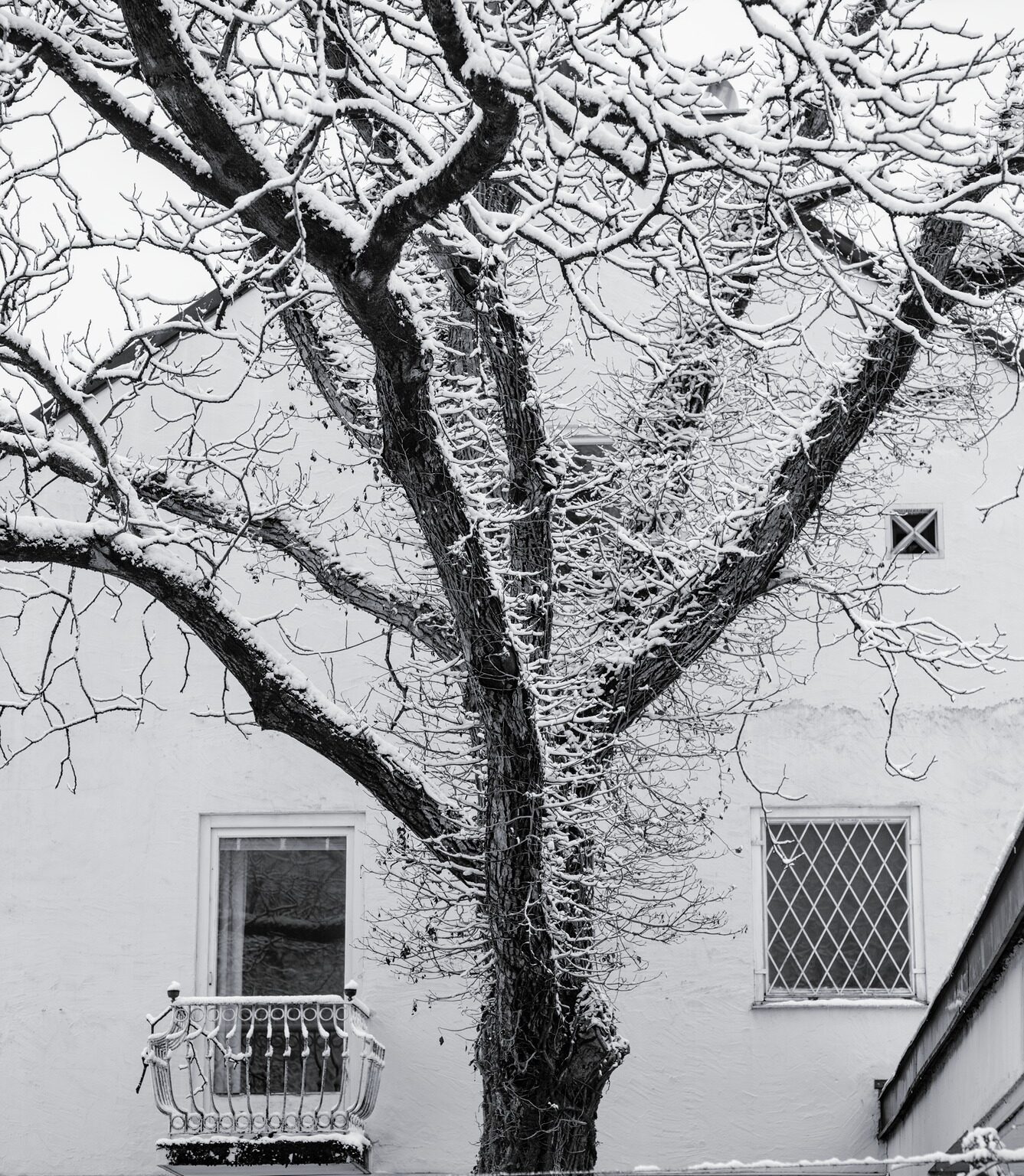 Front Yard Tree