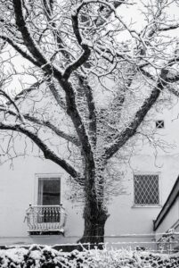 Front Yard Tree