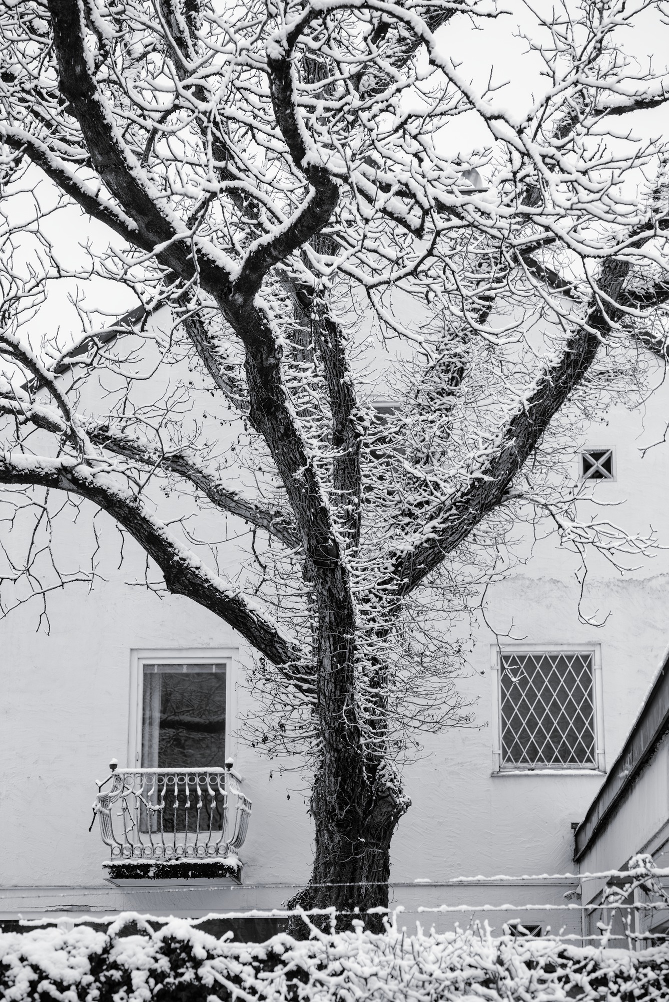 Front Yard Tree