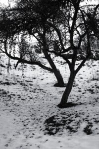 Old Apple Trees
