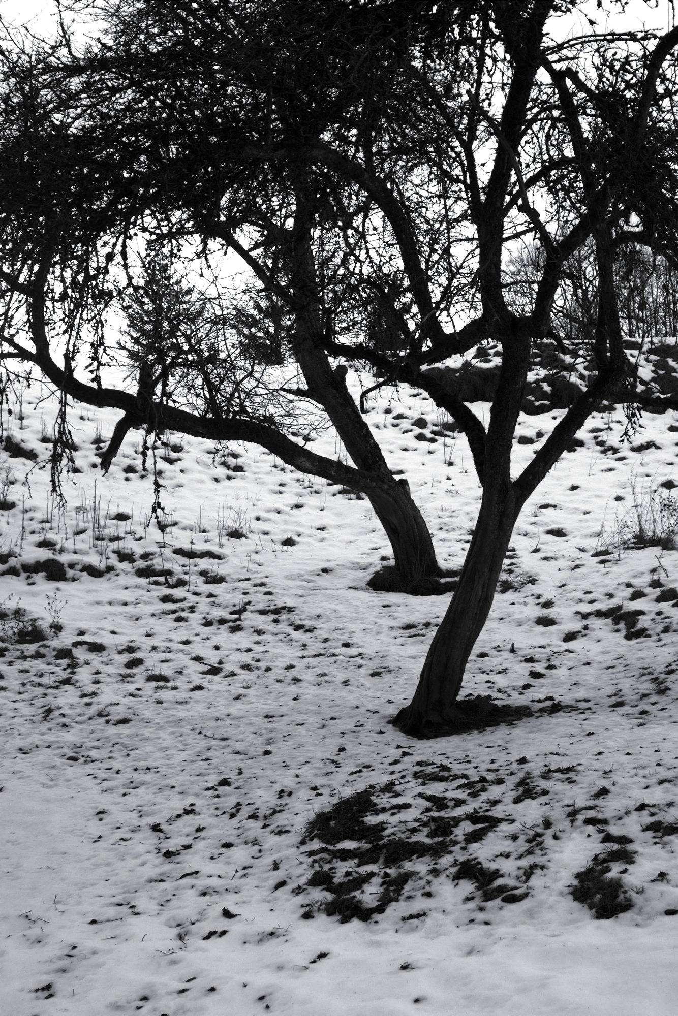 Old Apple Trees