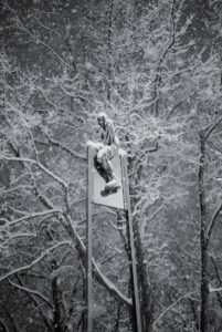 Snow Rider in the Trees
