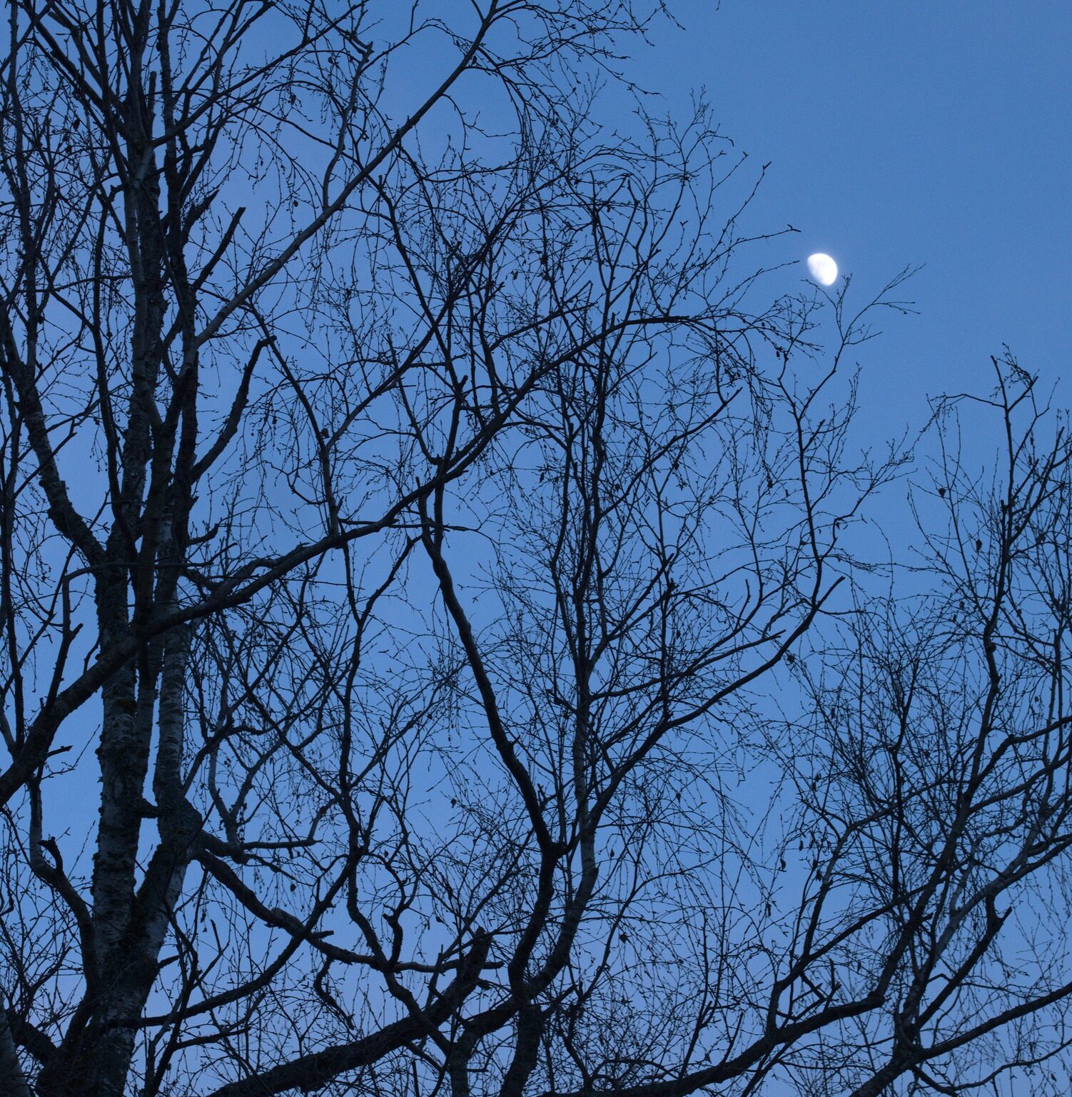 Strange Fruit