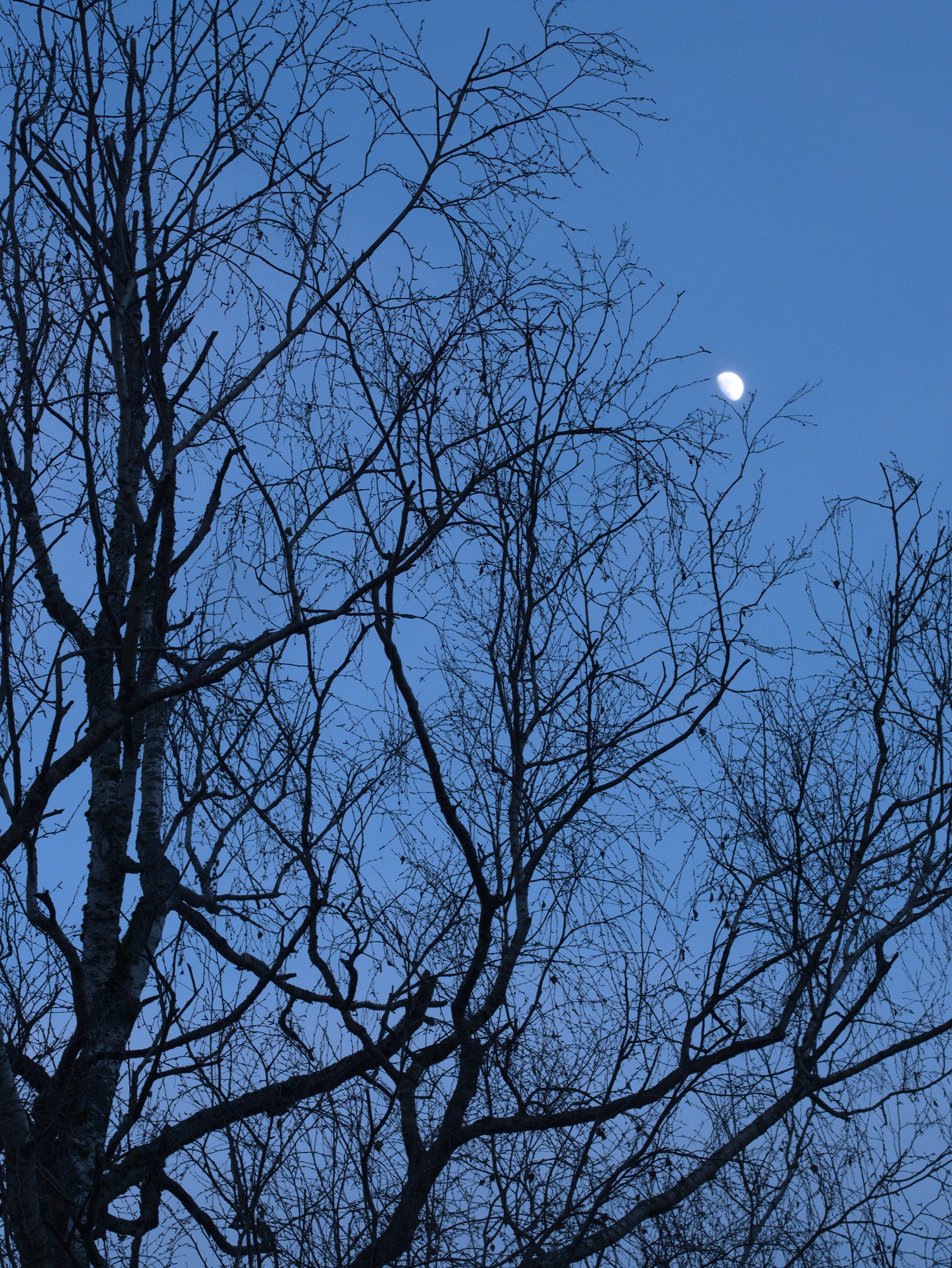 Strange Fruit
