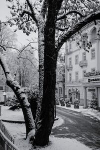 Tree and Grand Hotel