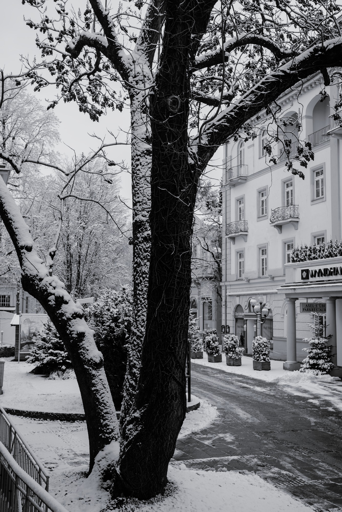 Tree and Grand Hotel
