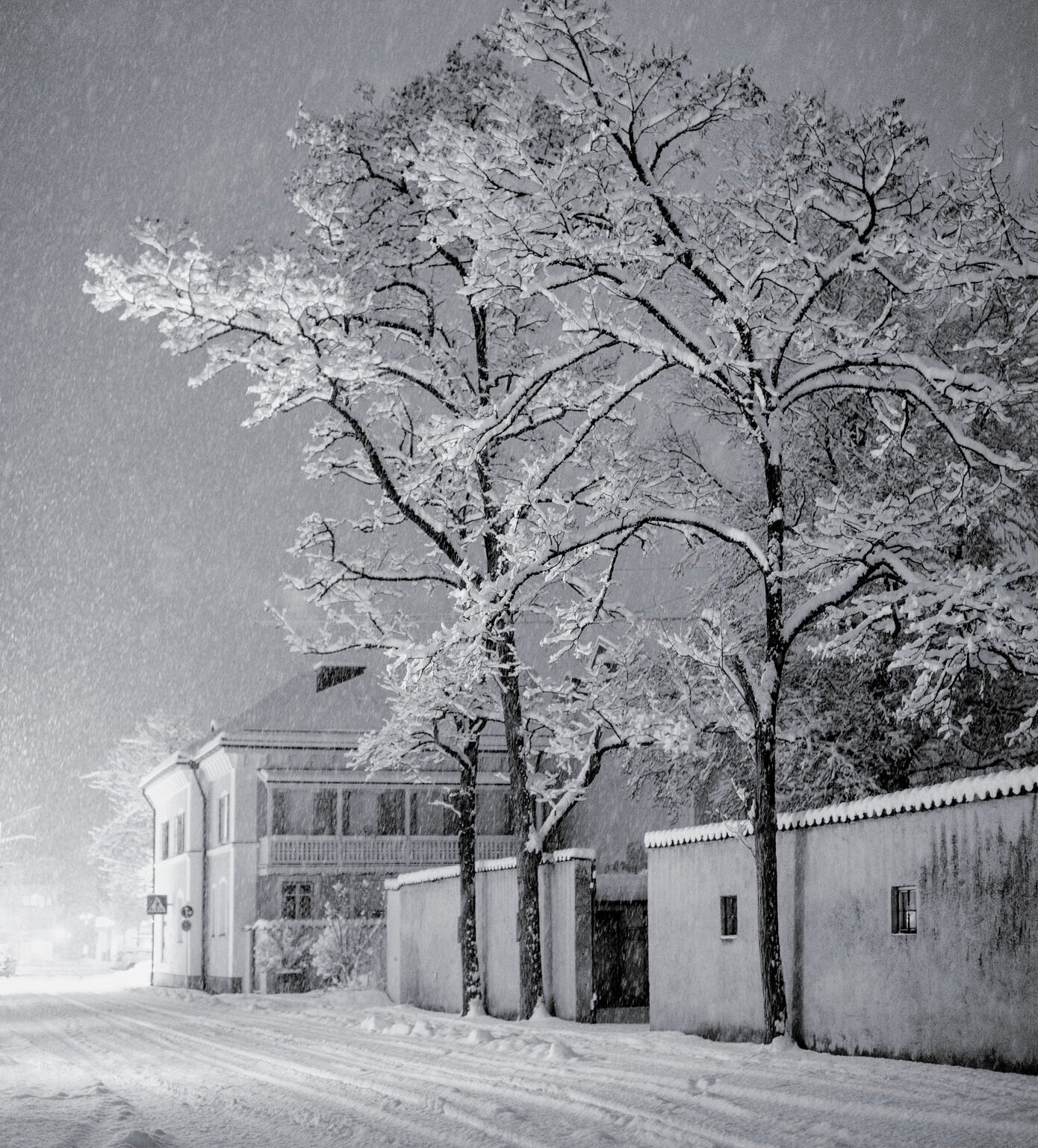 Trees in Blizzard