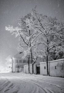 Trees in Blizzard