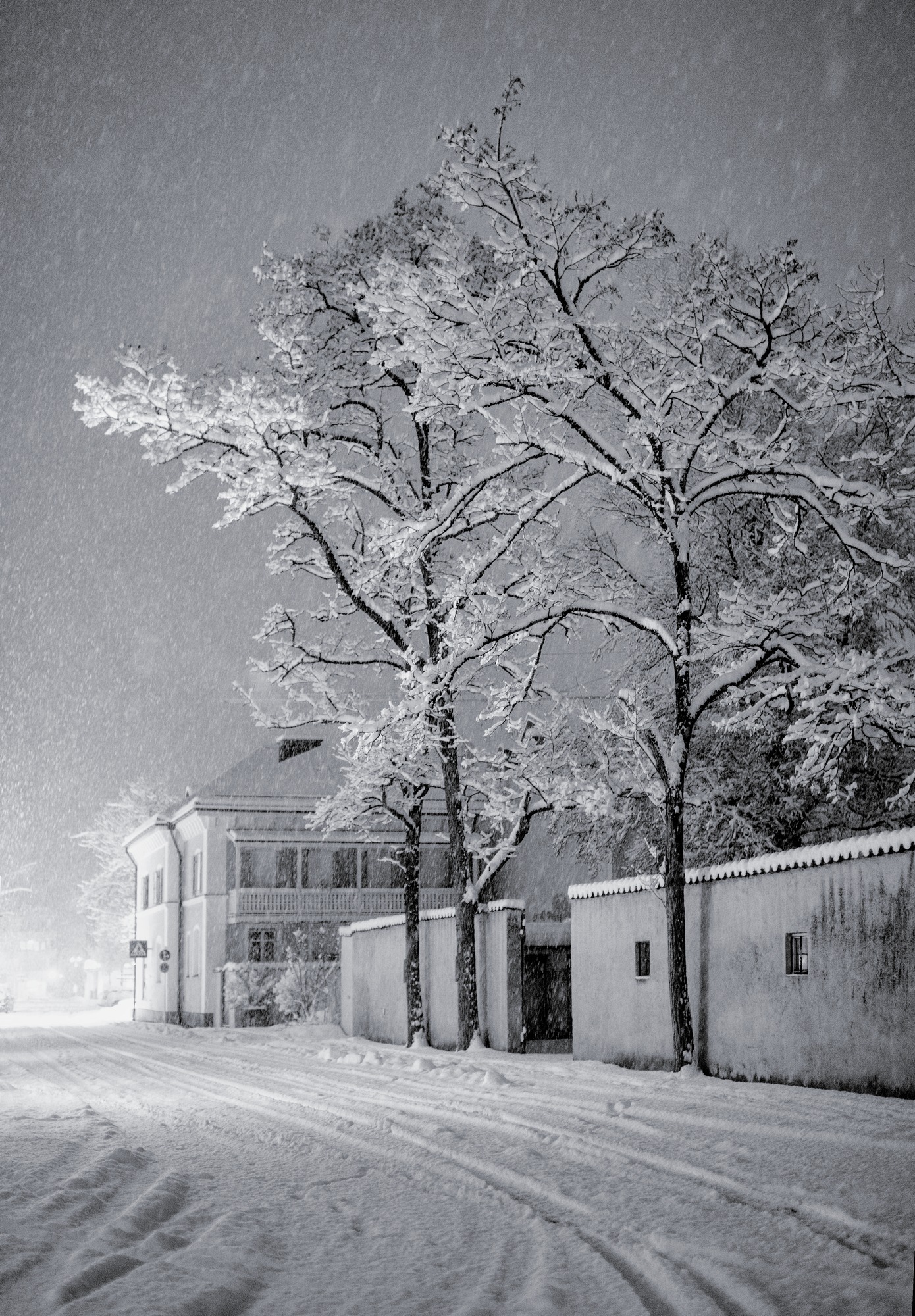 Trees in Blizzard