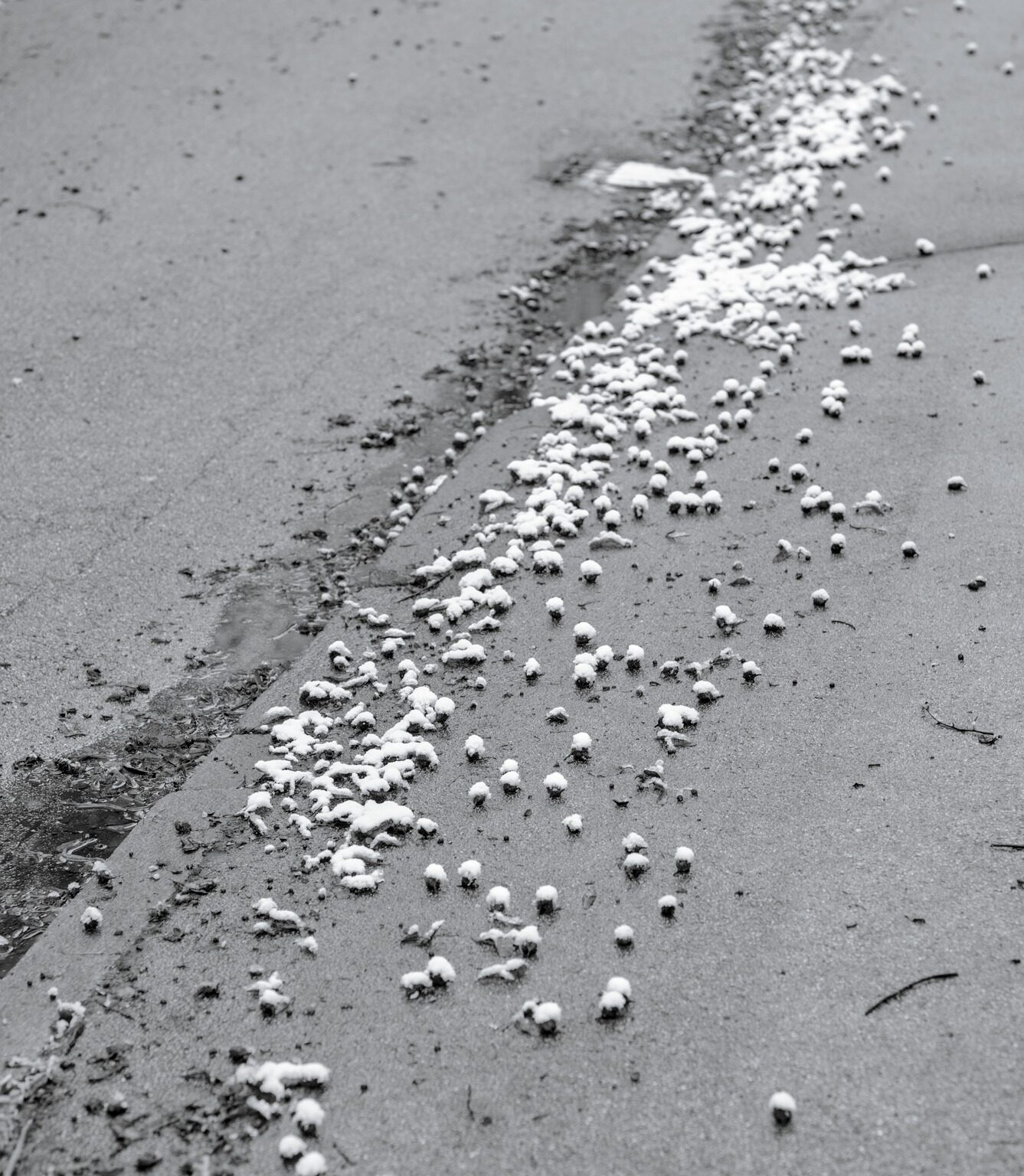 Beechnut Husks