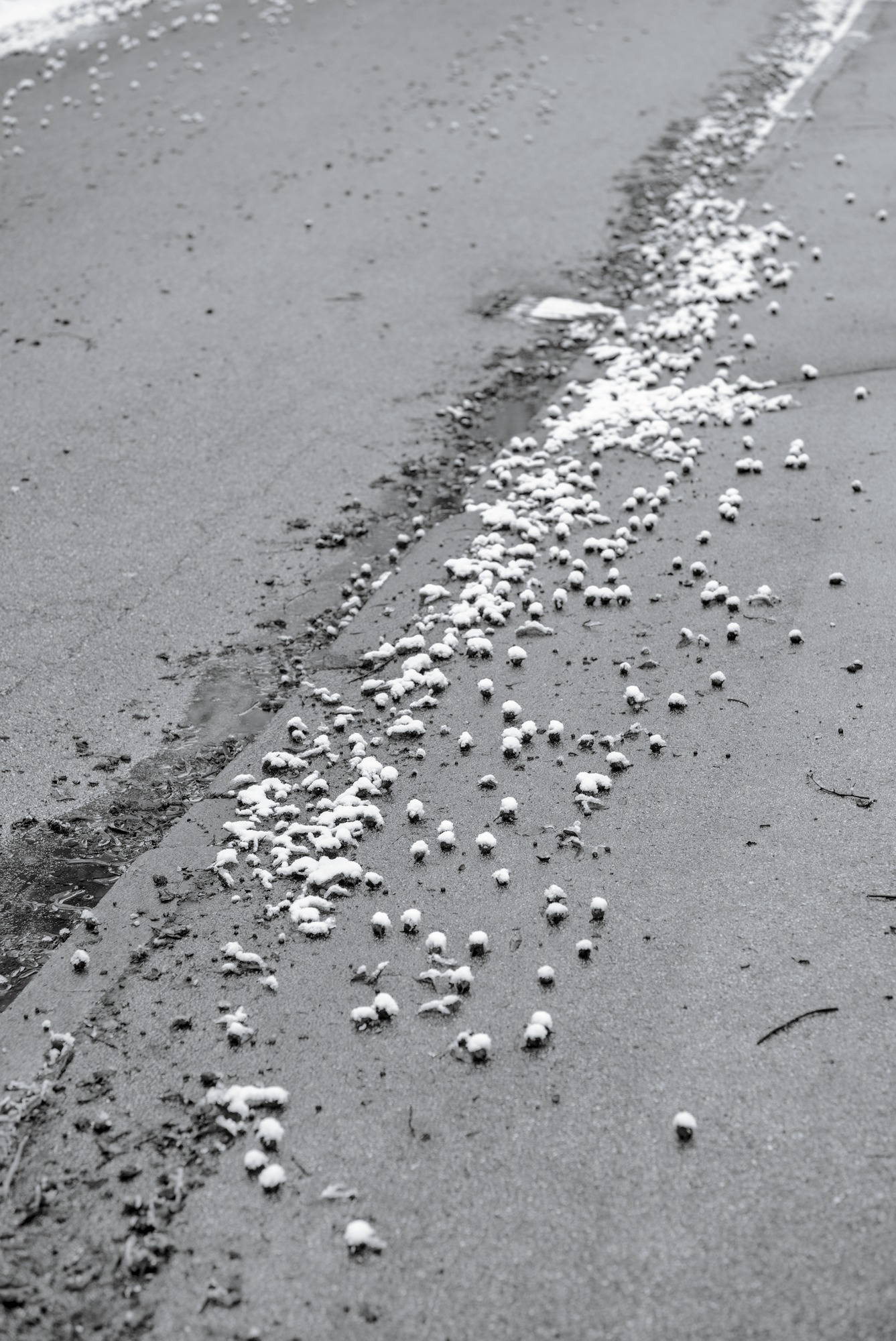Beechnut Husks