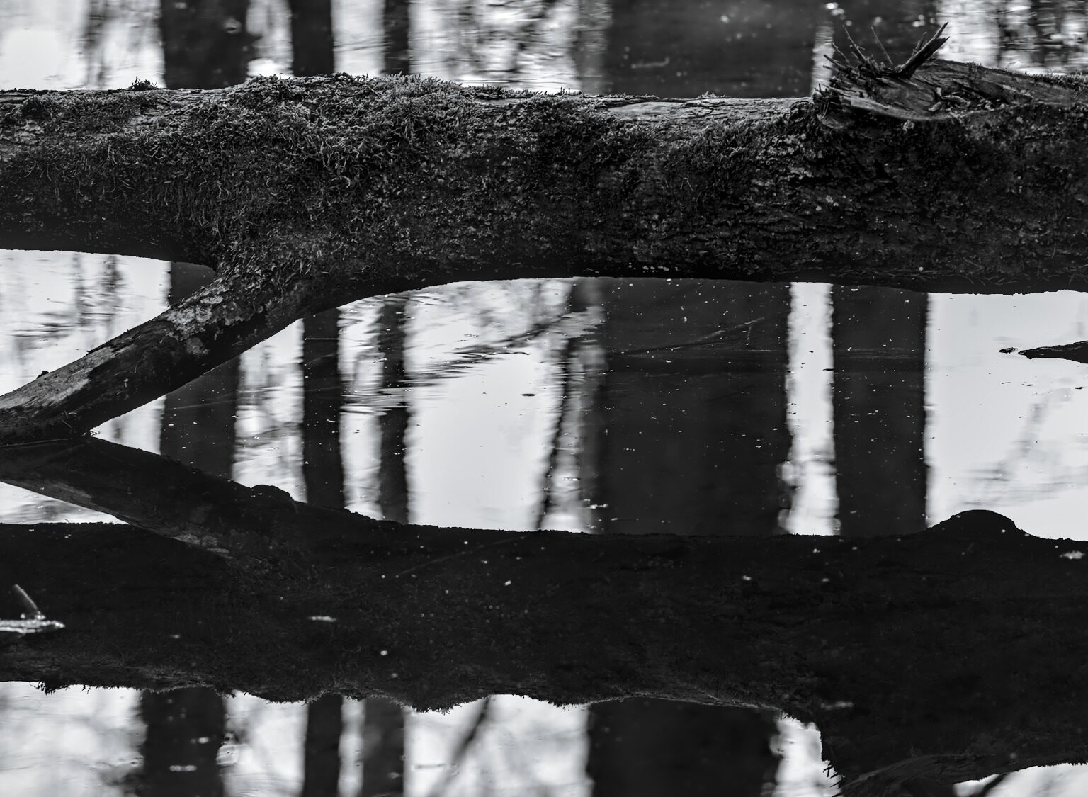 Hashtag in the Pond