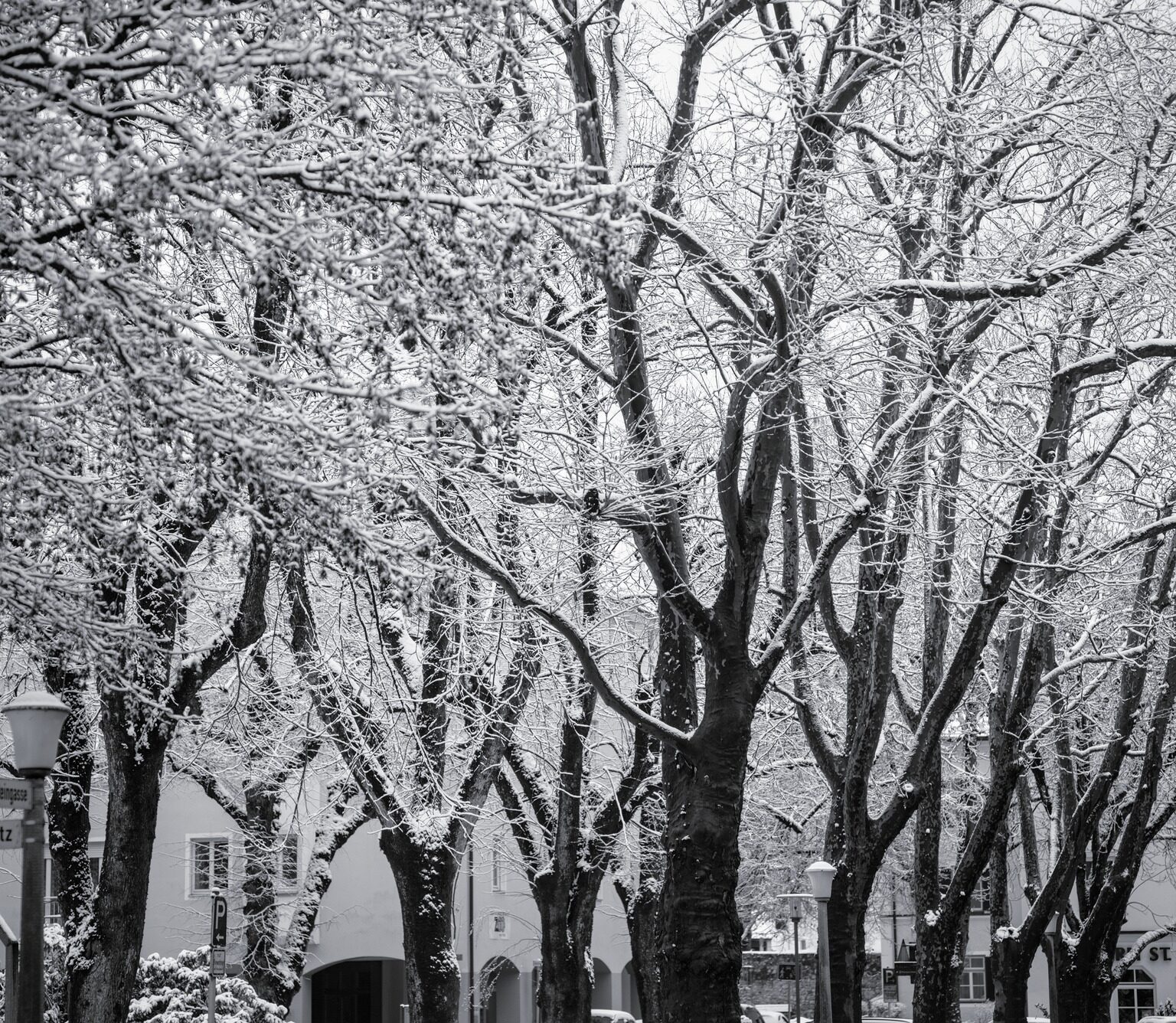 Linden Trees