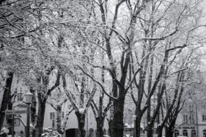 Linden Trees