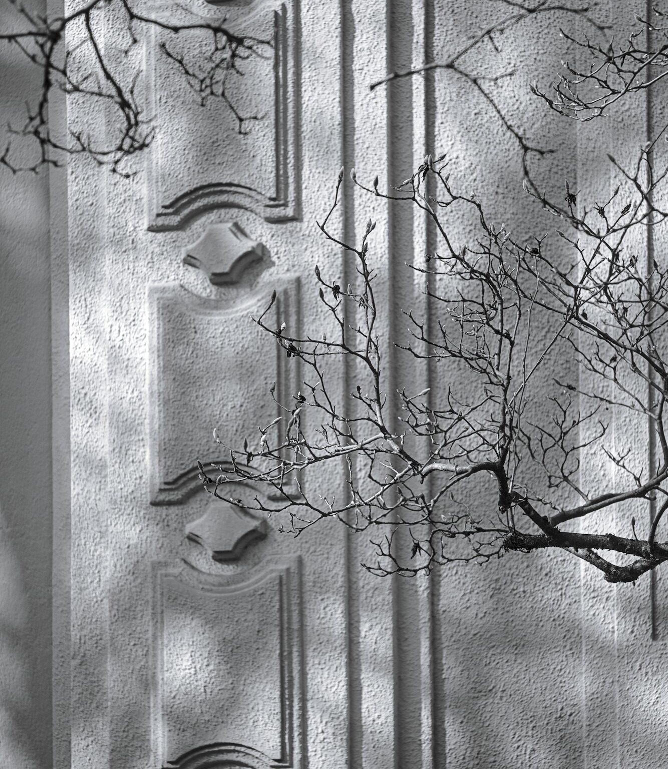 Signs of Spring III – Magnolia Buds