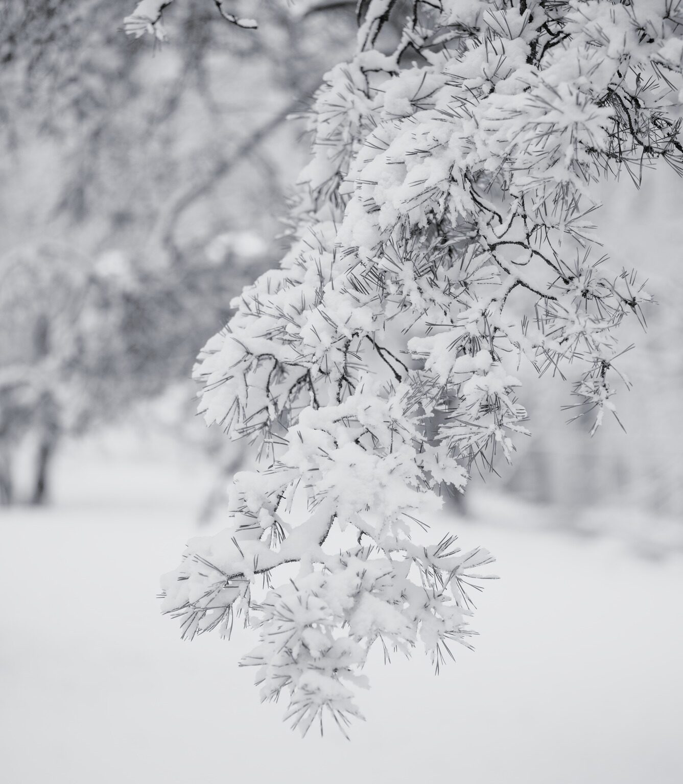 Snow on Pine Needles