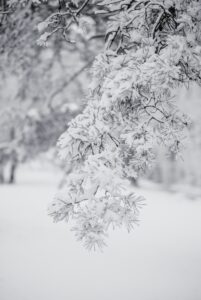 Snow on Pine Needles
