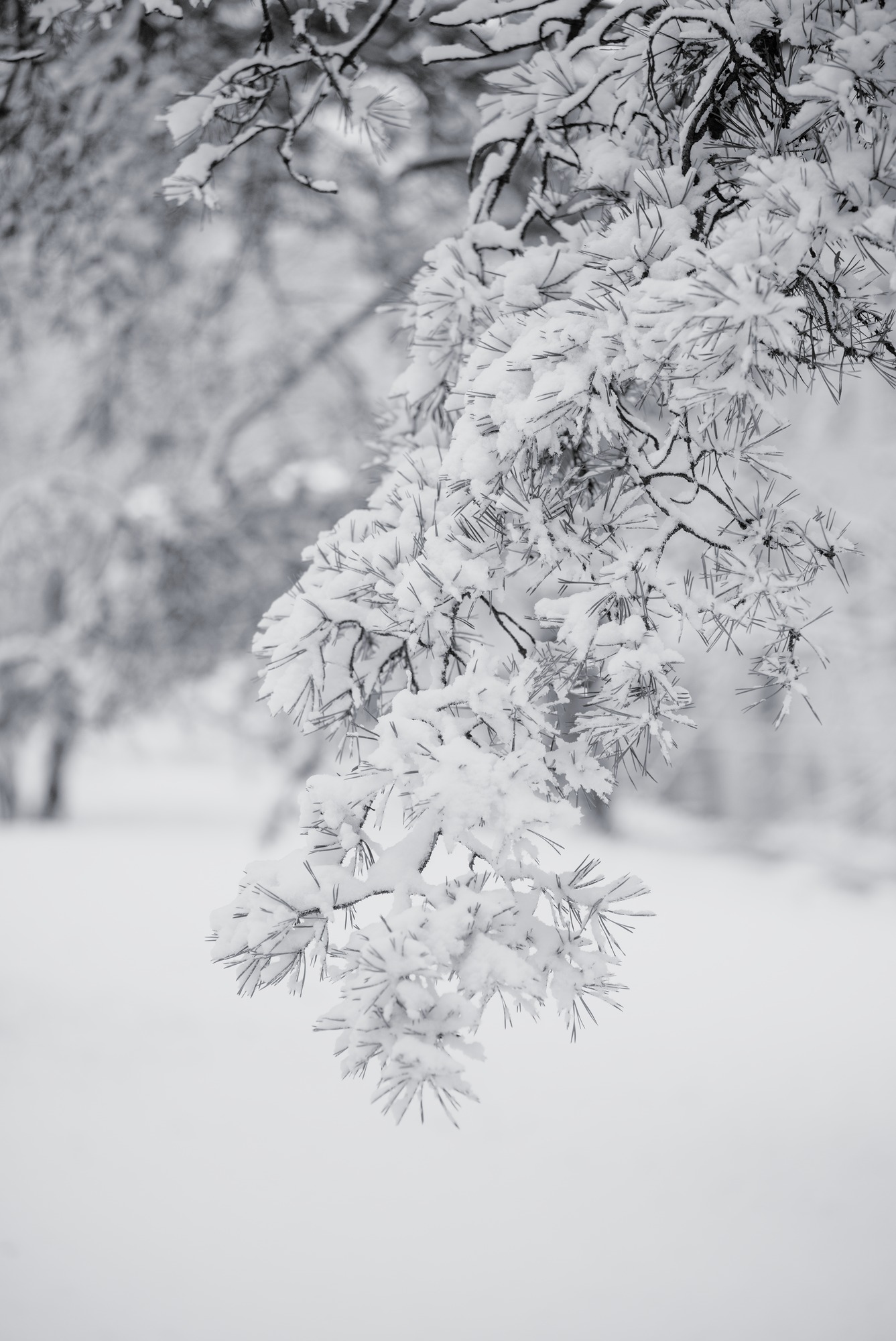 Snow on Pine Needles