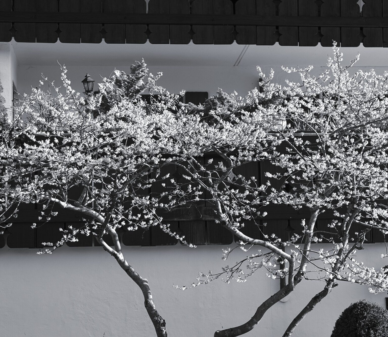 Spring II