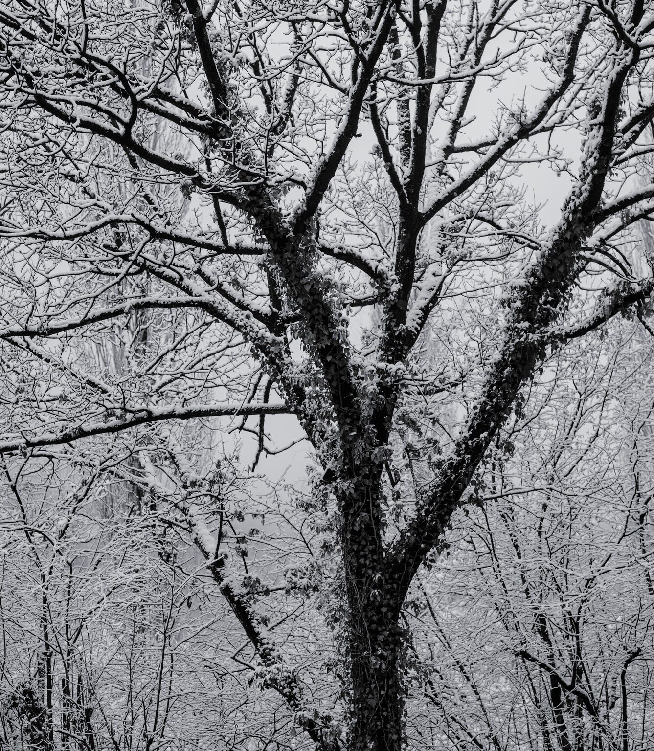 Tree Gestalt