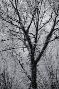 Tree Gestalt