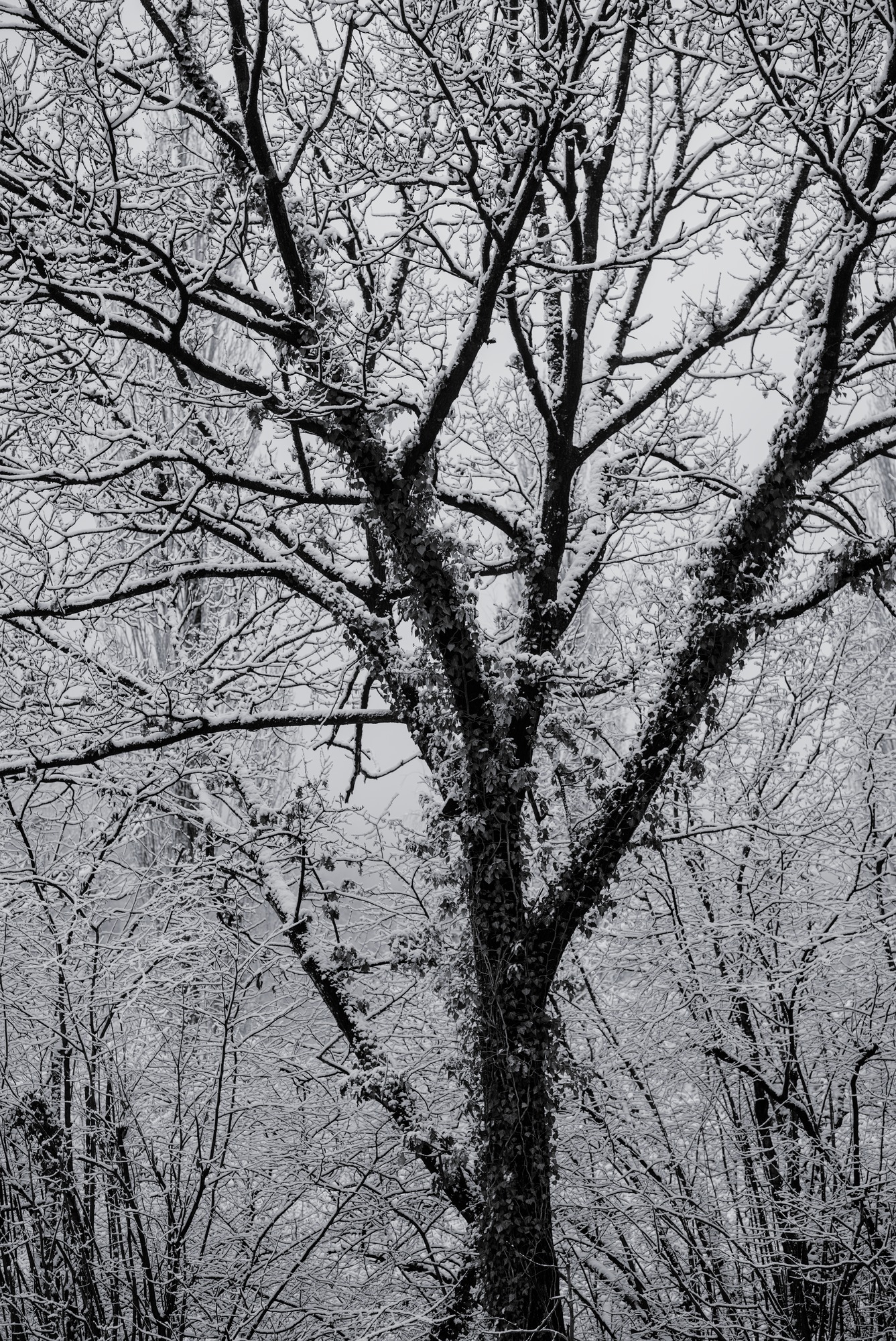 Tree Gestalt
