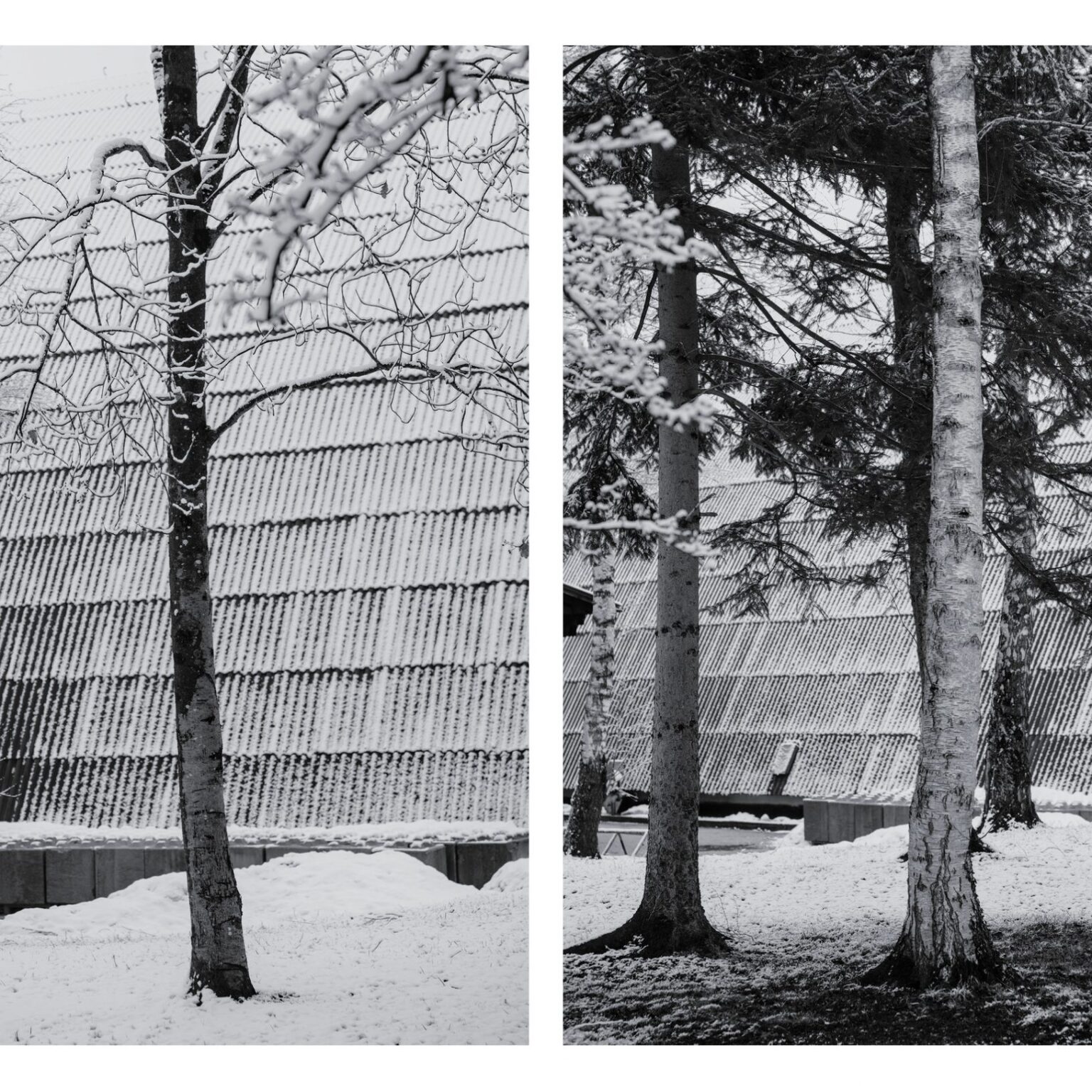 Snowy Trees and Hall