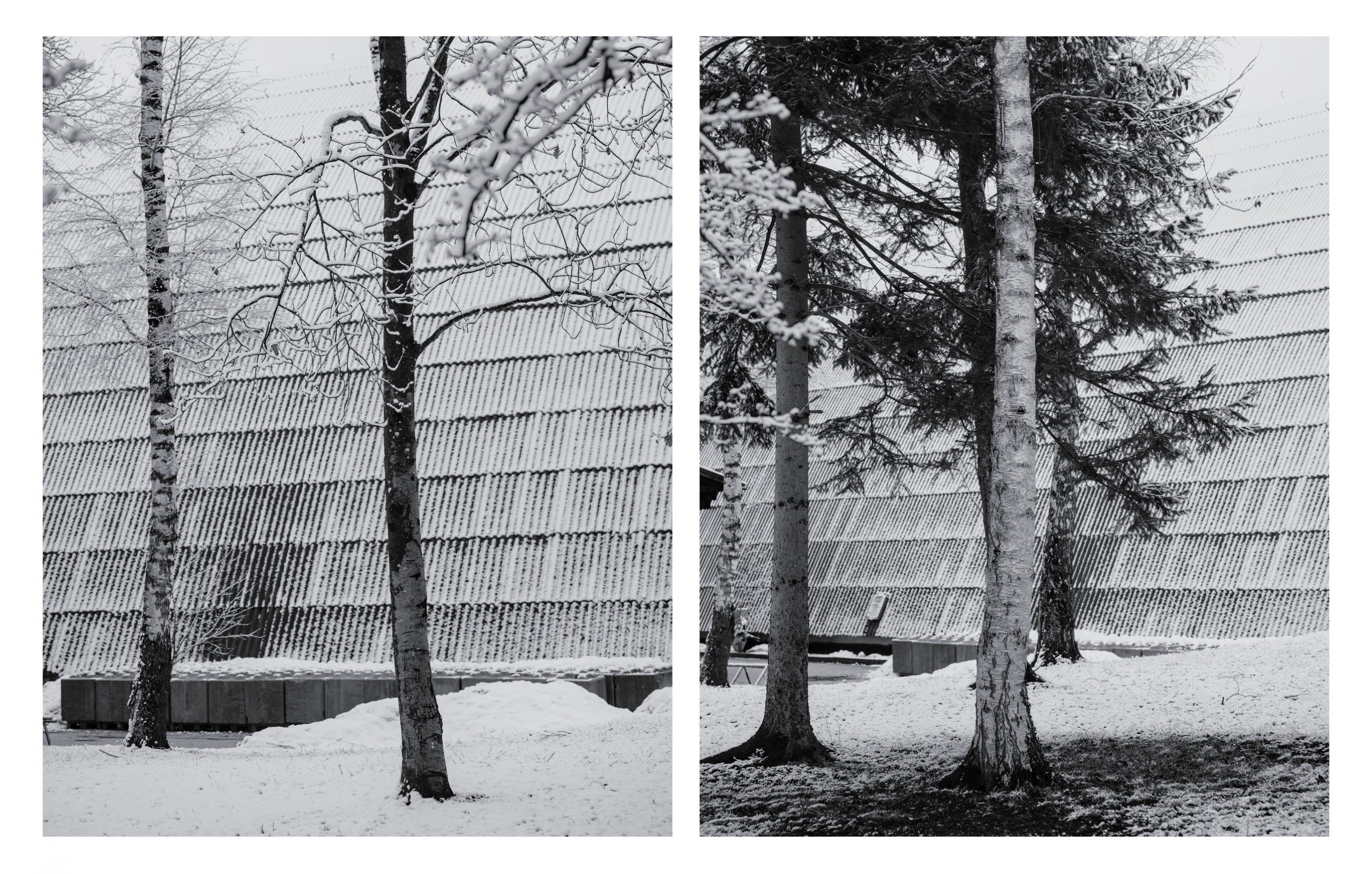 Snowy Trees and Hall