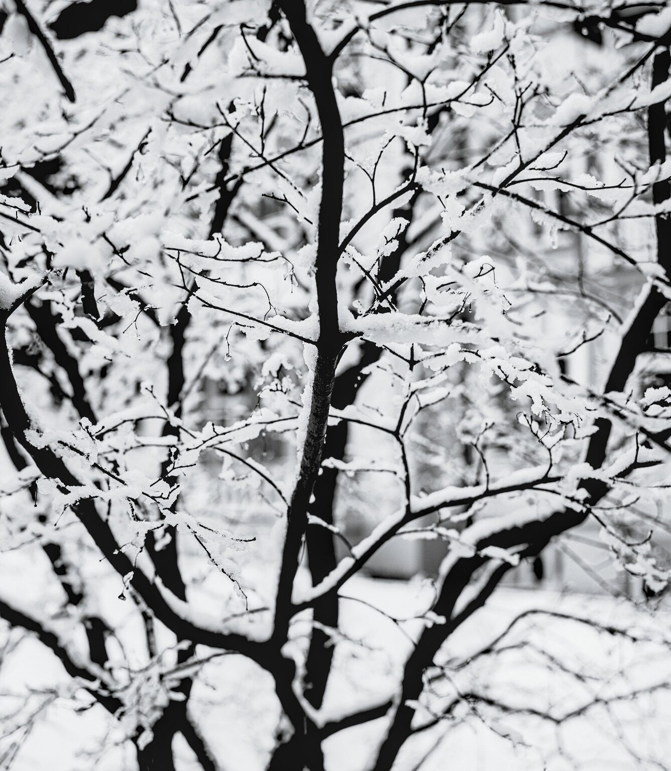 Almost transparent Snow