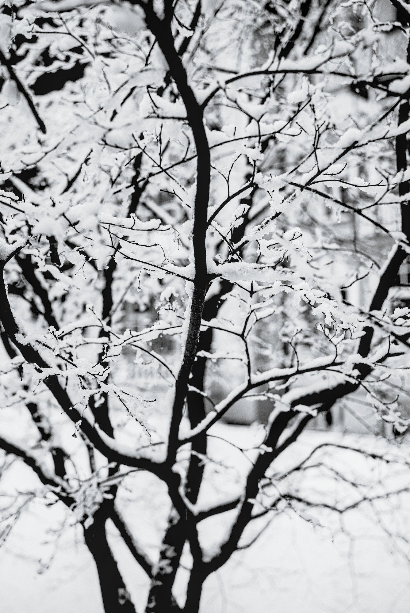 Almost transparent Snow