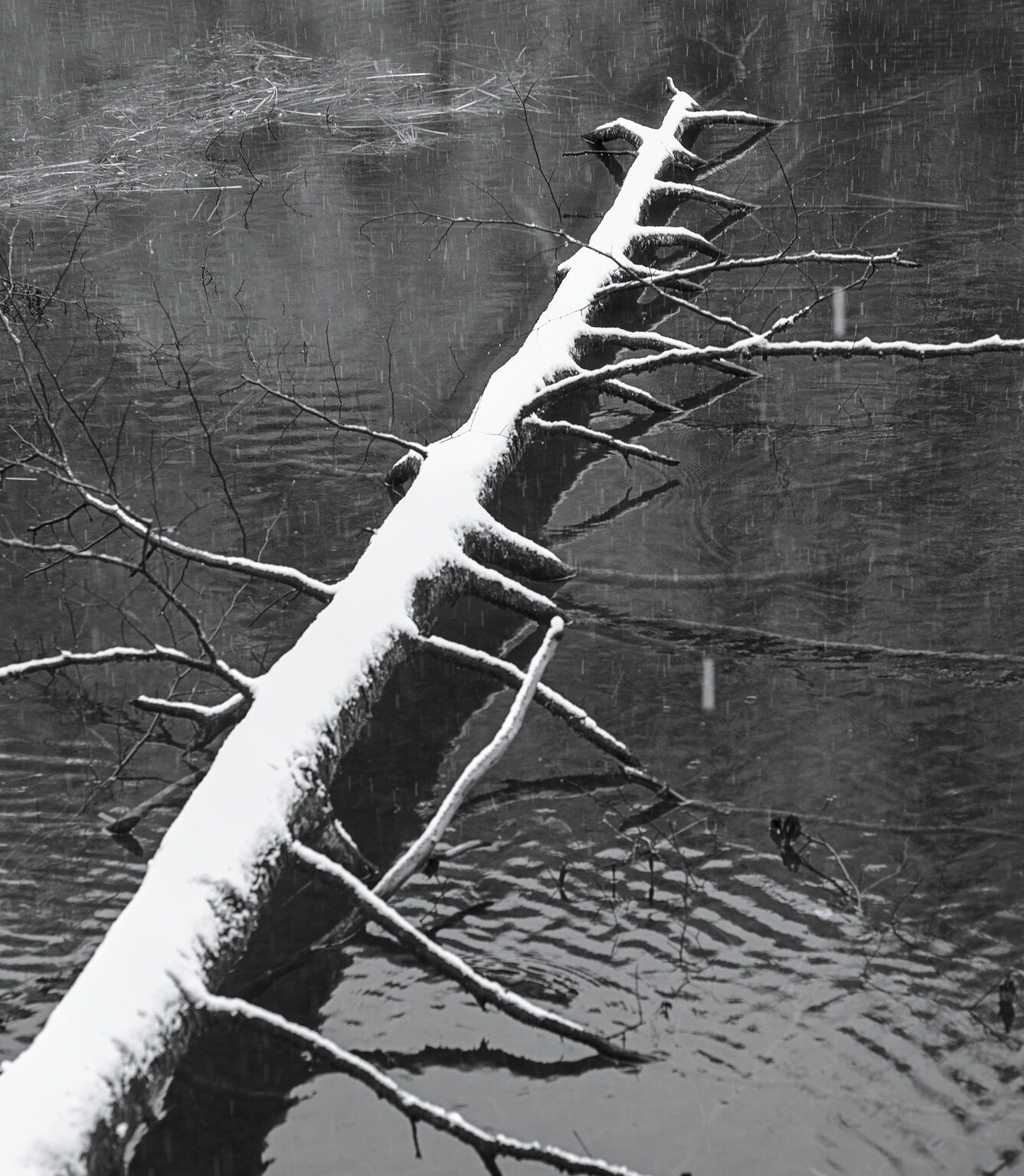 Beaver Pier