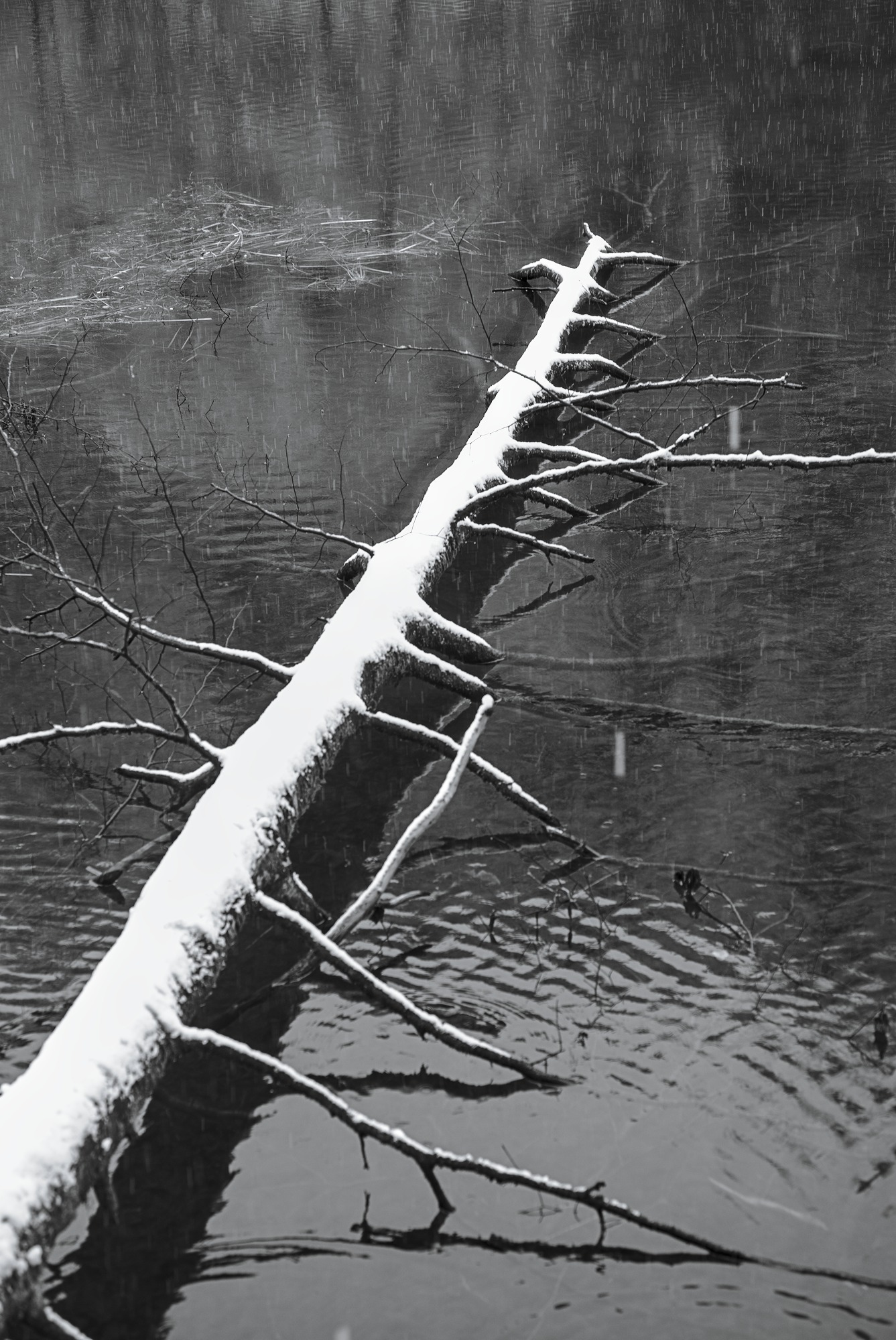 Beaver Pier