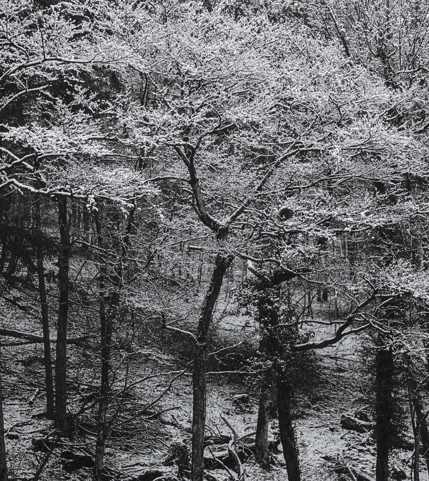 Delicately snowed Twigs