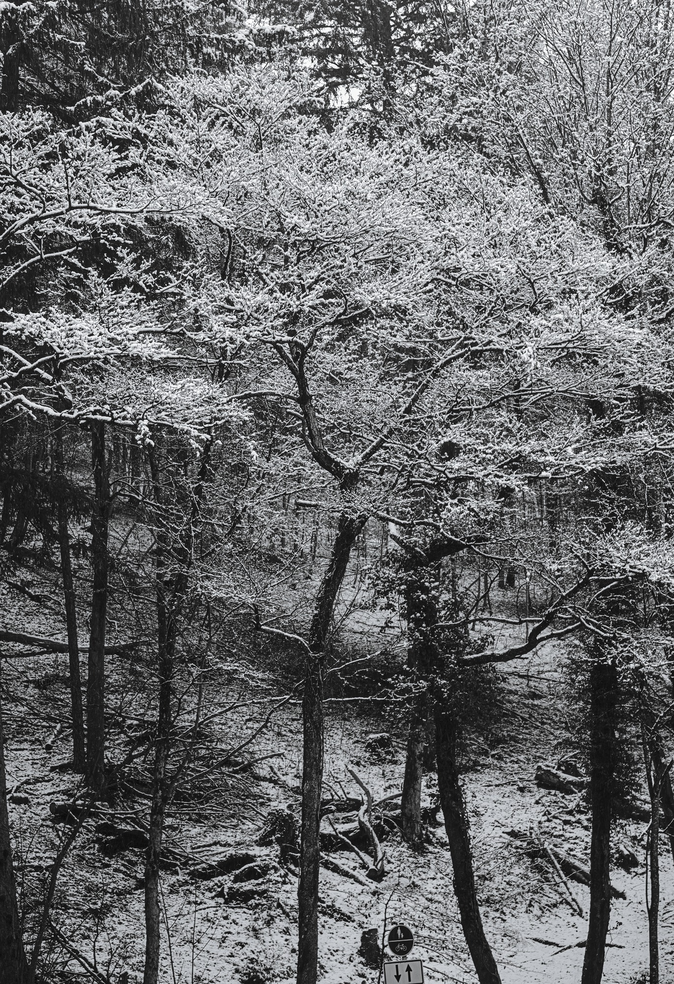 Delicately snowed Twigs