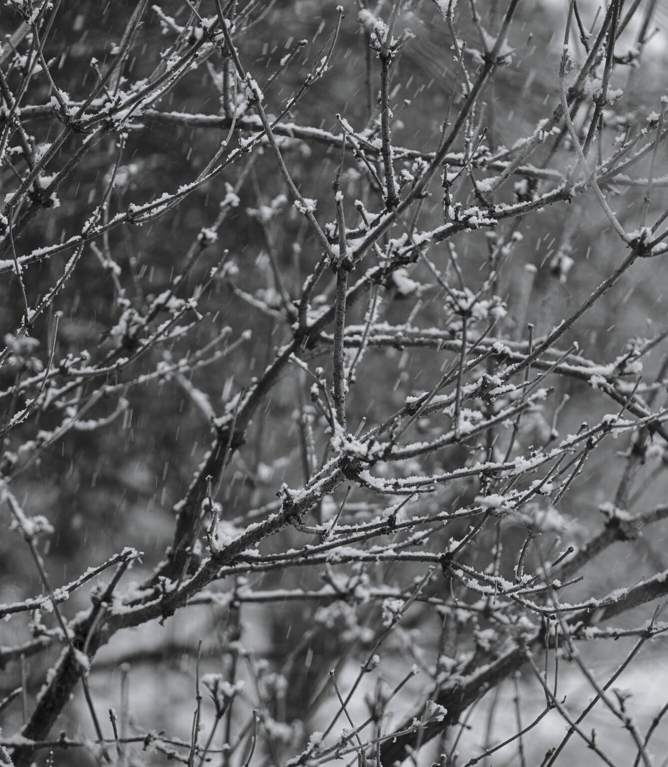 Elder in Snowfall