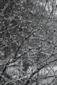 Elder in Snowfall