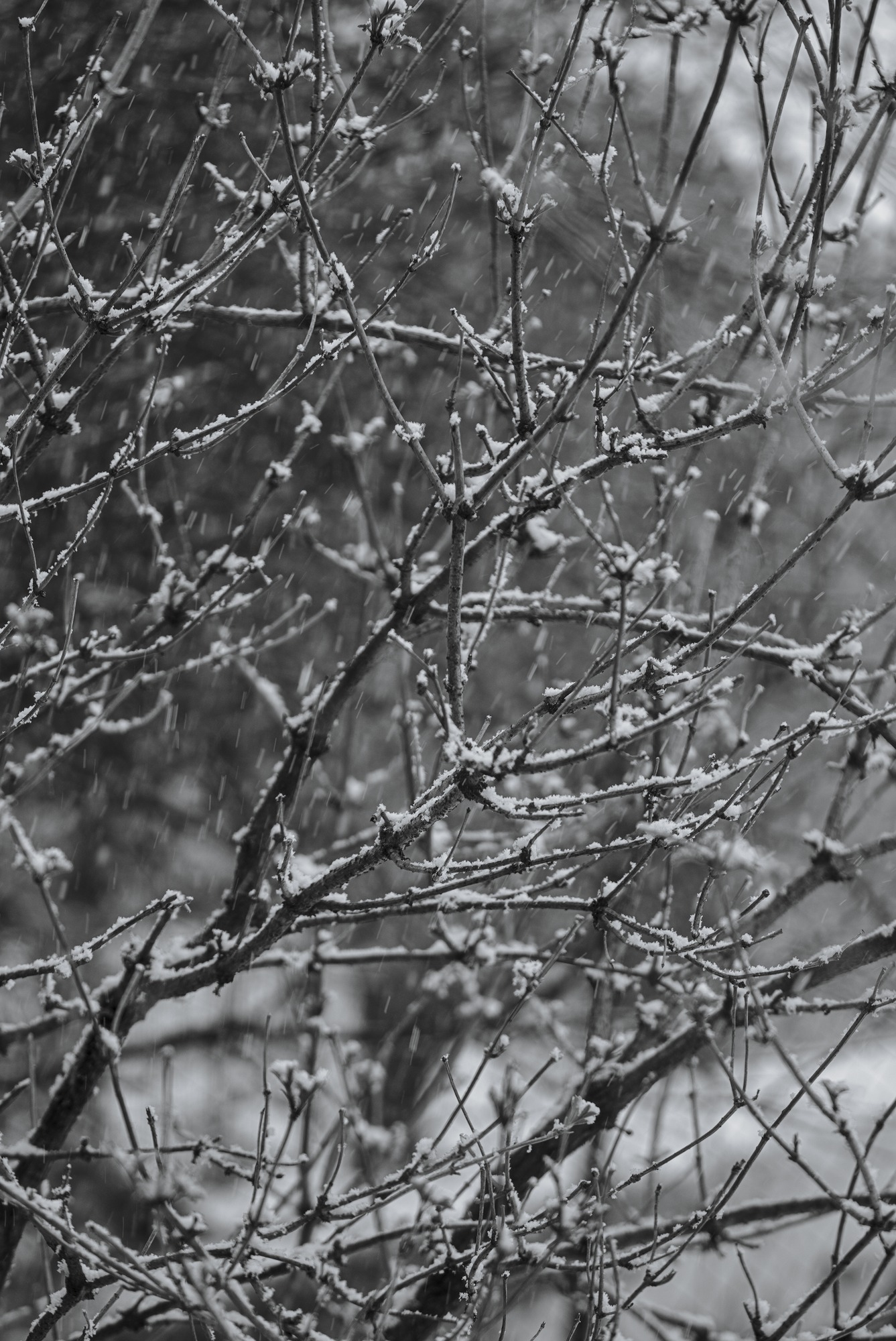 Elder in Snowfall