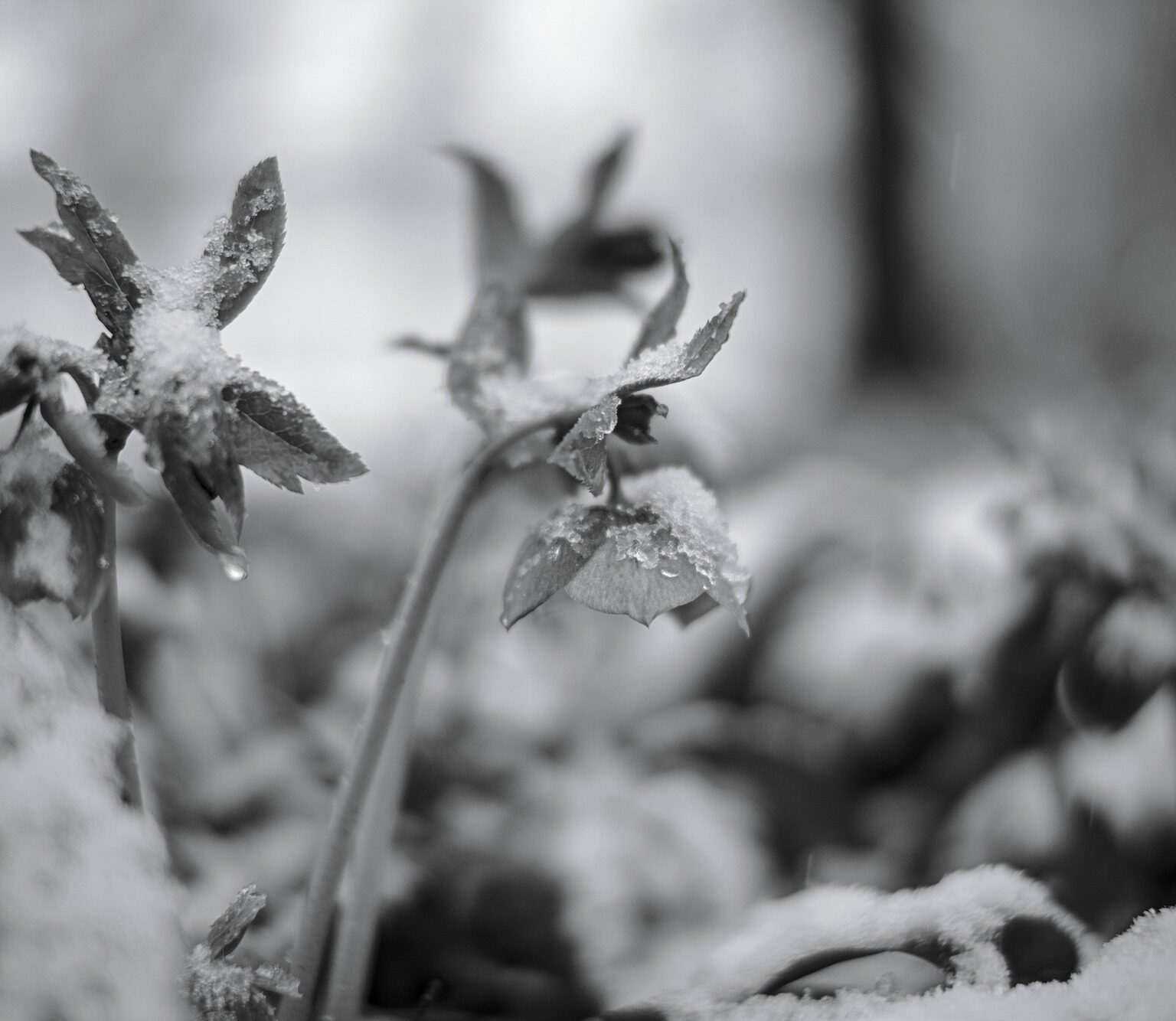 Helleborus in late Snow