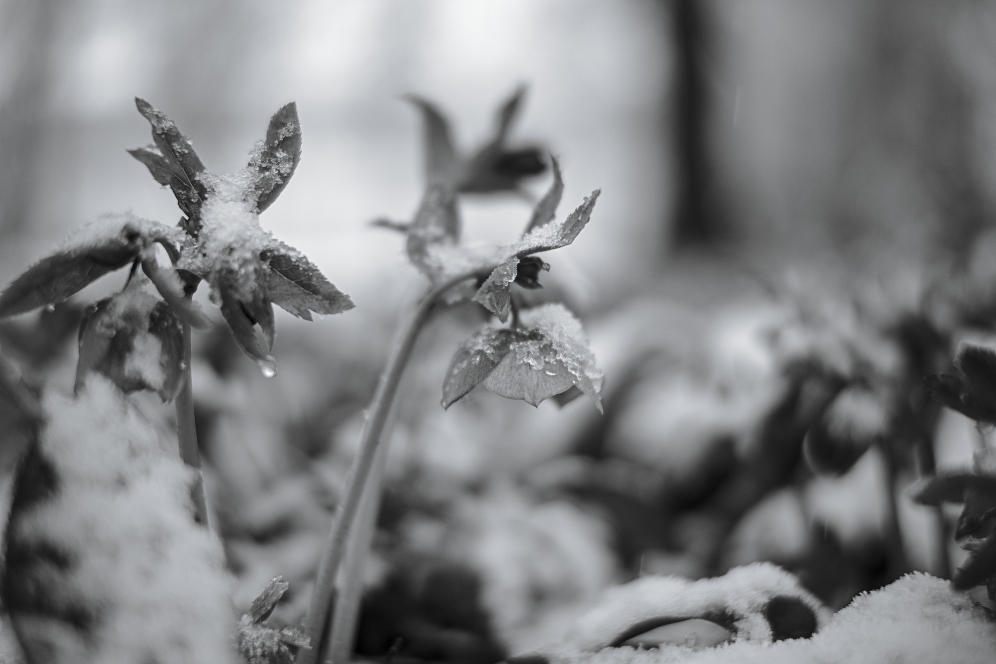Helleborus in late Snow