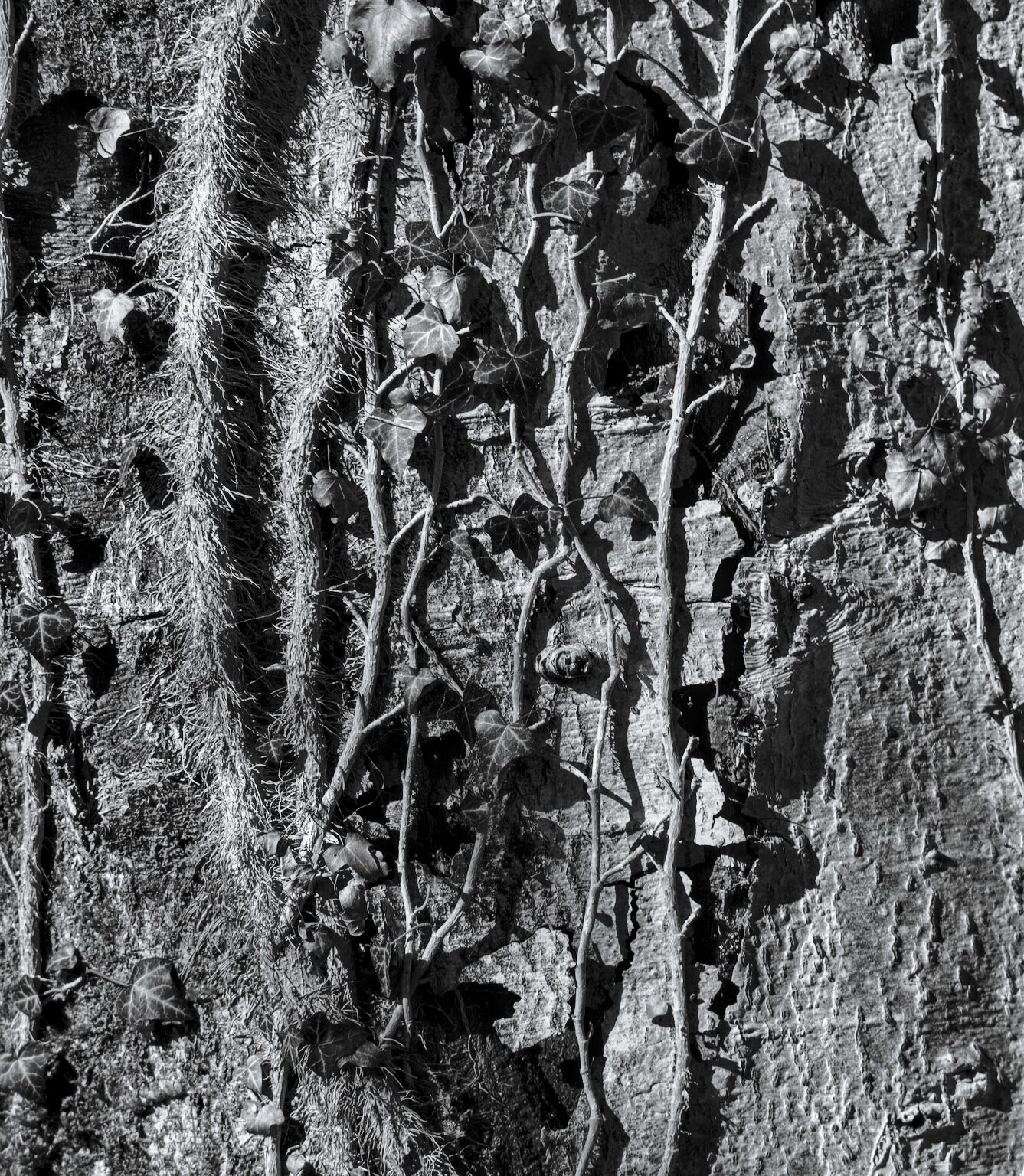 Ivy Patterns