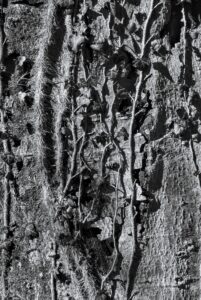 Ivy Patterns