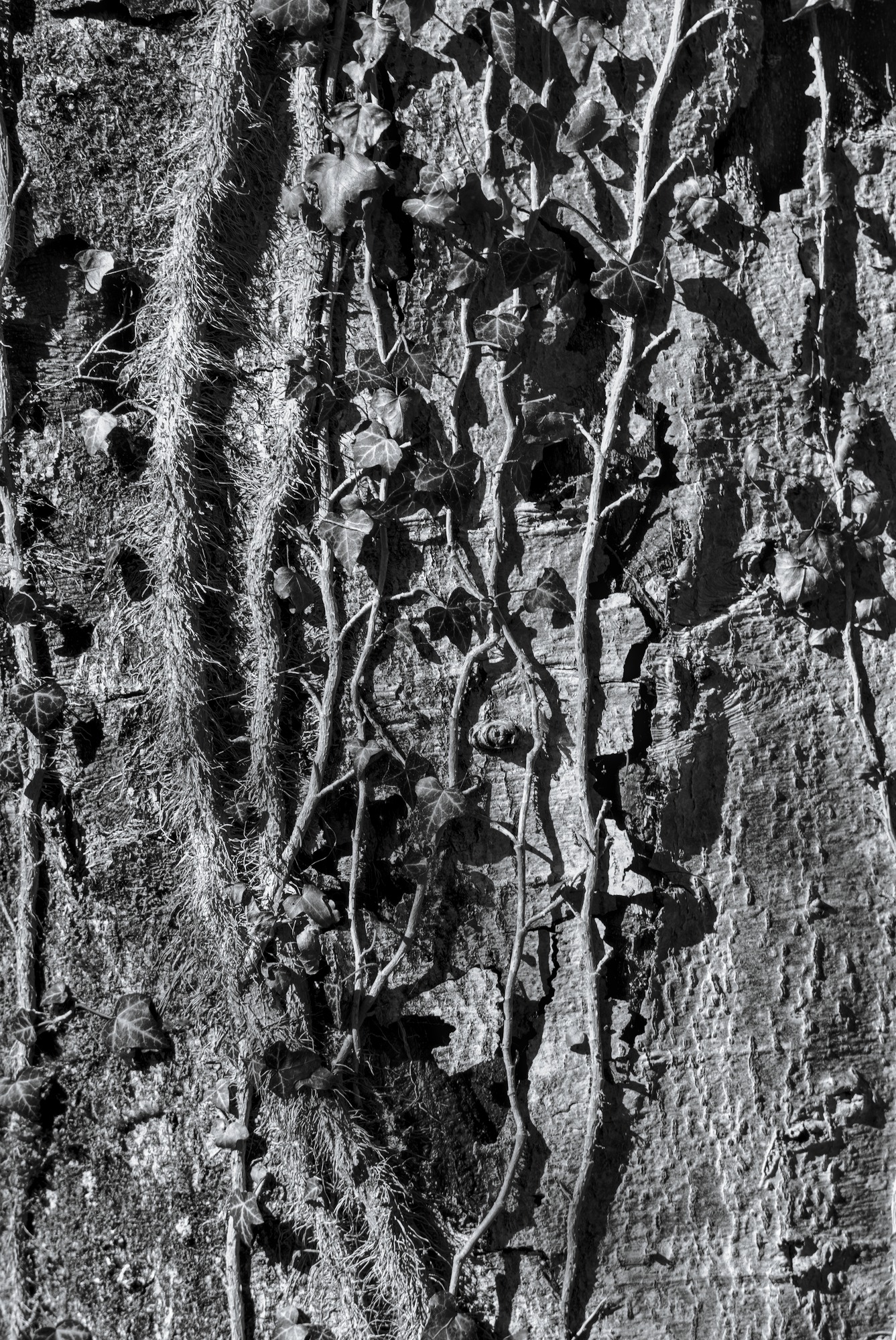 Ivy Patterns