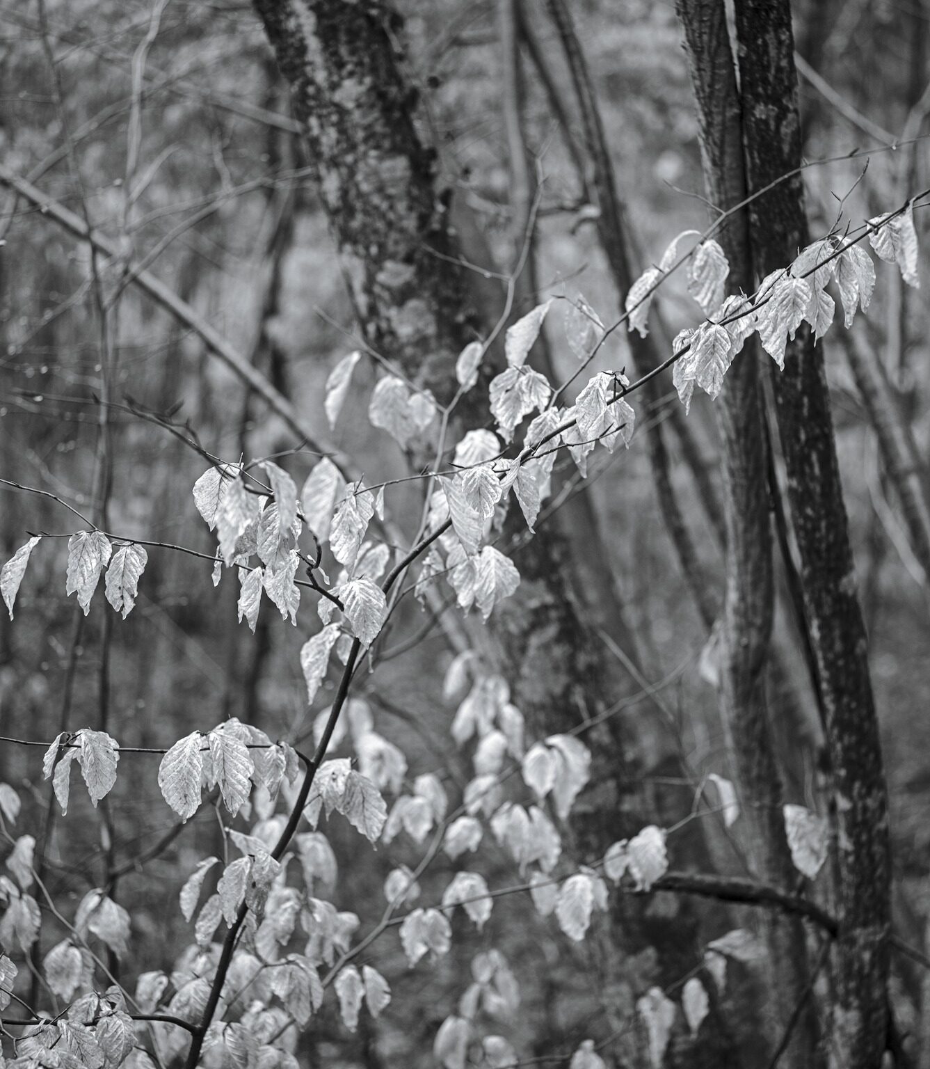Last Year’s Beech Leaves