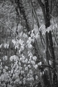 Last Year’s Beech Leaves