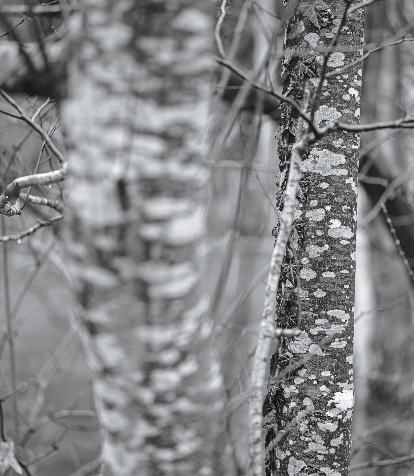 Lichen Patterns